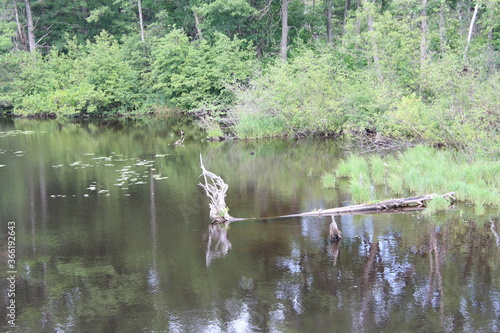 wild duck in the swamp