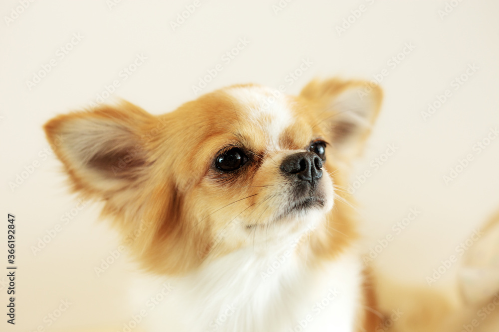 Dog with gray background. Dog with gray background.