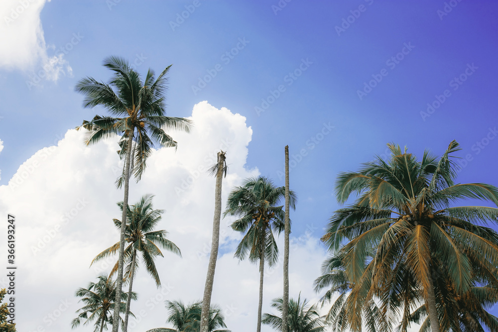 Obraz premium Palm tree on sky.