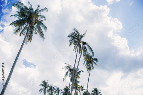 Palm tree on cloud background.