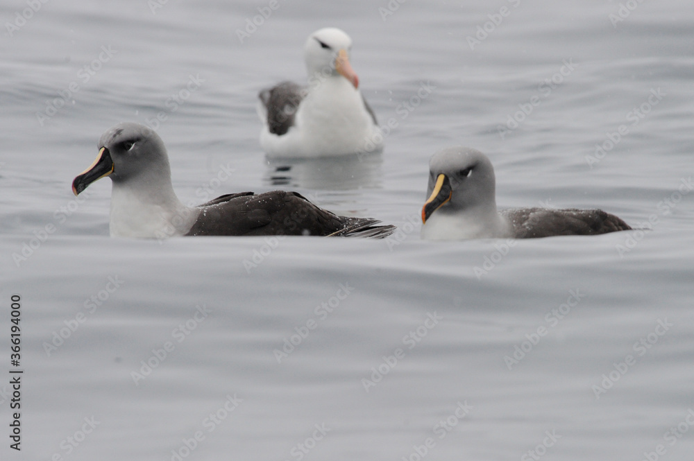 Grey Headed Albatros Grey Headed Albatros