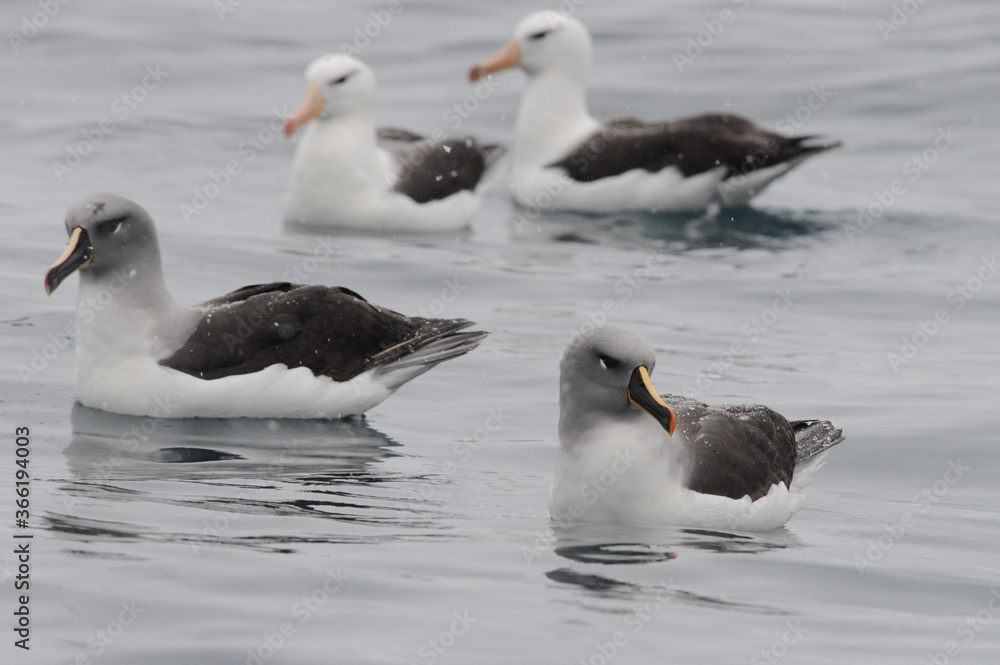 Grey Headed Albatros Grey Headed Albatros