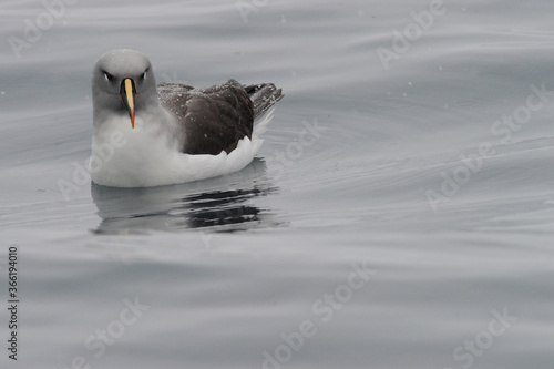 Grey Headed Albatros  photo