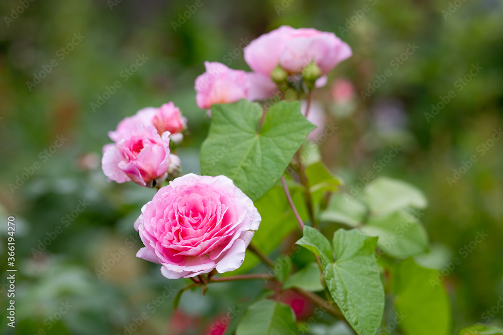 bush of beautiful pink roses in summer garden, park.Fresh delicate beautiful blooming pink rose bushes. English rose.Happy mothers day card. bush of beautiful pink roses in summer garden, park.Fresh delicate beautiful blooming pink rose bushes. English rose.Happy mothers day card.