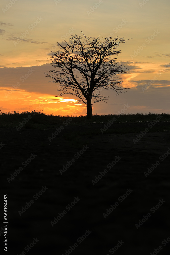 Silhouette of a big trees during sunset in Tangsi Beach Situbondo Silhouette of a big trees during sunset in Tangsi Beach Situbondo