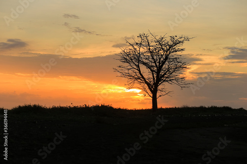 Silhouette of a big trees during sunset in Tangsi Beach Situbondo