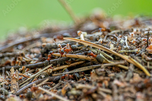 Life in an anthill. Ant close-up. Macro photo