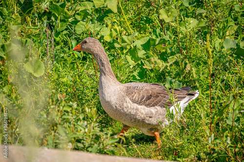 Village geese on the bright green grass