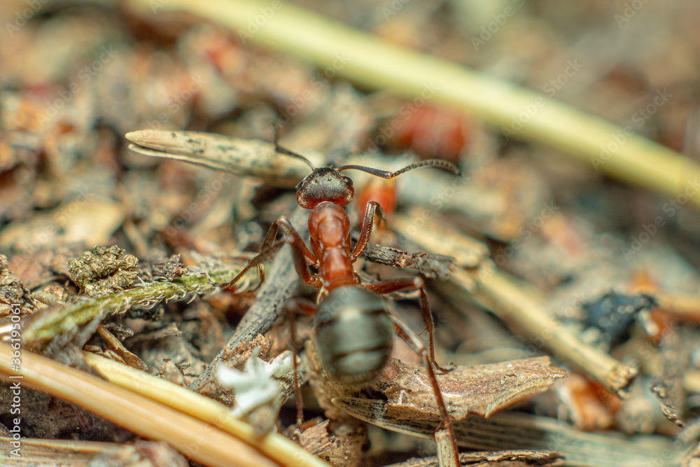 Naklejka premium Life in an anthill. Ant close-up. Macro photo