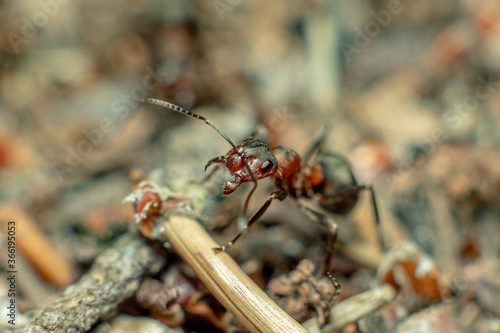 Life in an anthill. Ant close-up. Macro photo