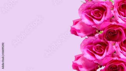 pink roses on pink background