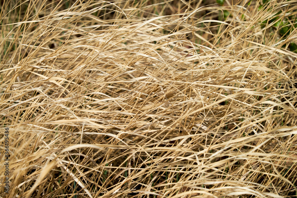 Soft focus grass hay for make background. Soft focus grass hay for make background.