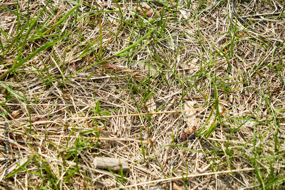 close-up of new grass growing on lawn with dry soil