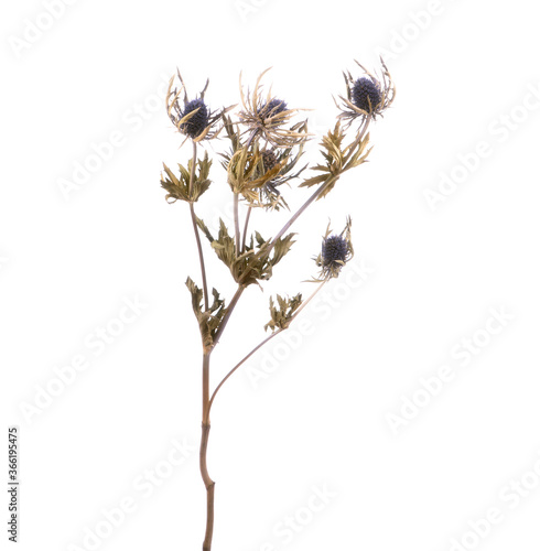 Dried Eryngium Orion flowers isolated