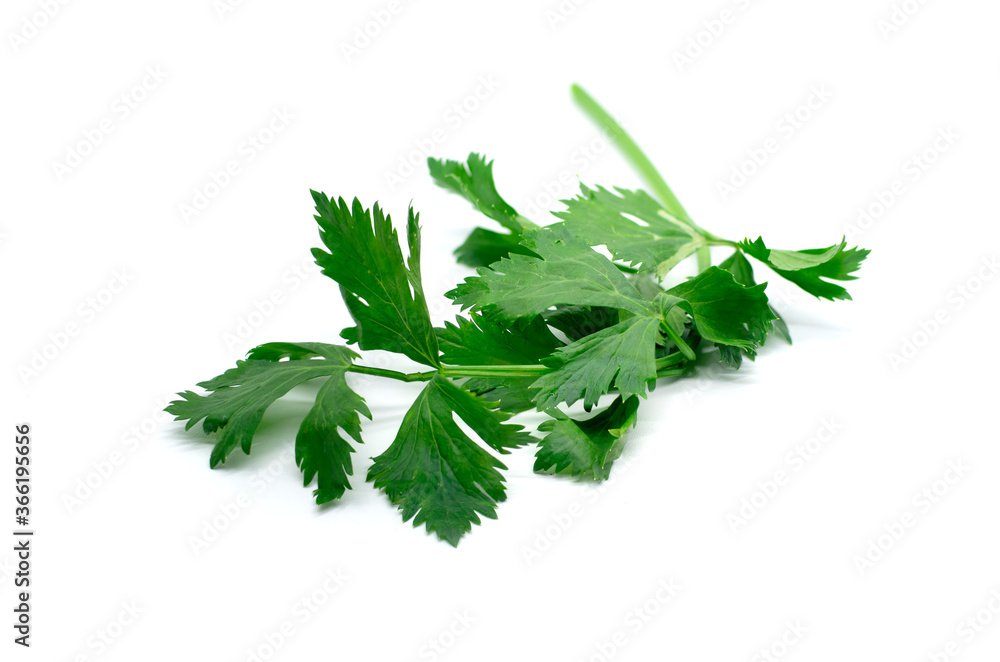 fresh green celery isolated on white background fresh green celery isolated on white background