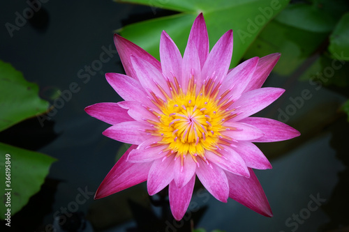 Water Lily in Nature background.