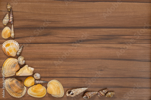 Seashells on beige brown wooden surface. Copy space. Space for text. Striped background.