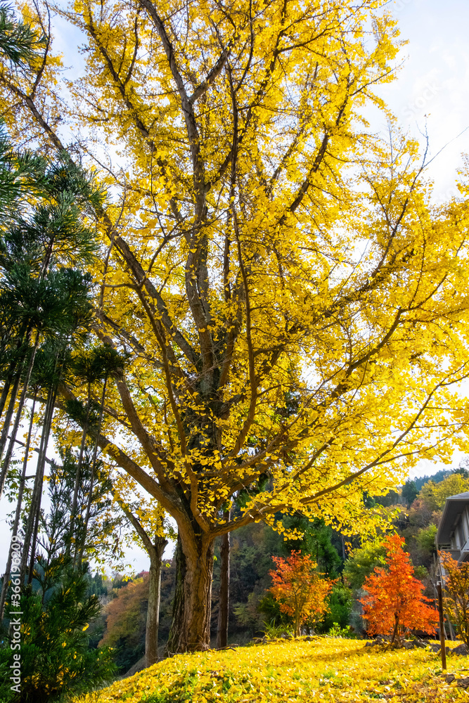 黄色いイチョウの木と紅葉