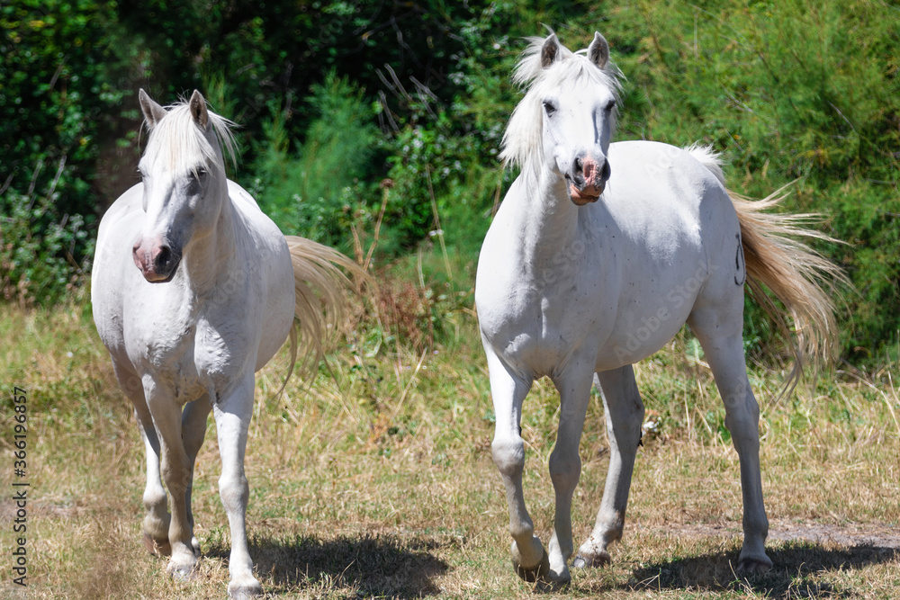 Close up of two white Camargue horses trotting, against a background made of green bushes