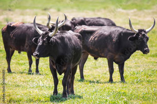 Close up of a herd of black Camargue bulls, standing and grazing on a pasture