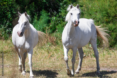 Close up of two white Camargue horses trotting  against a background made of green bushes