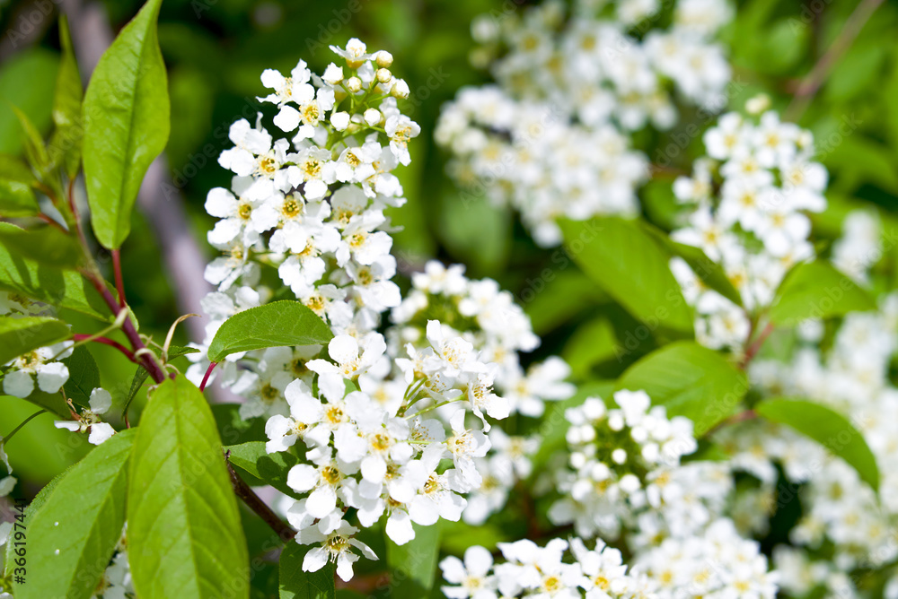 Blossoming bird cherry. Flowers bird cherry tree. Blossoming bird cherry. Flowers bird cherry tree.