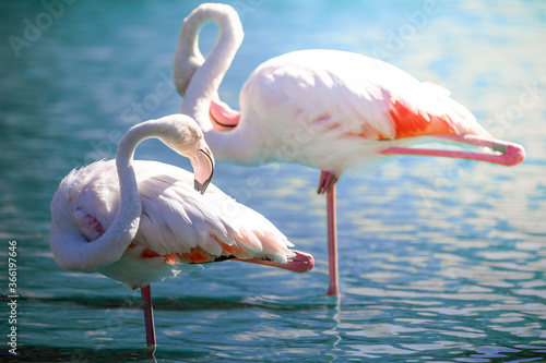 Wallpaper Mural Close up of two pink flamingos standing in shallow water and cleaning their feathers Torontodigital.ca