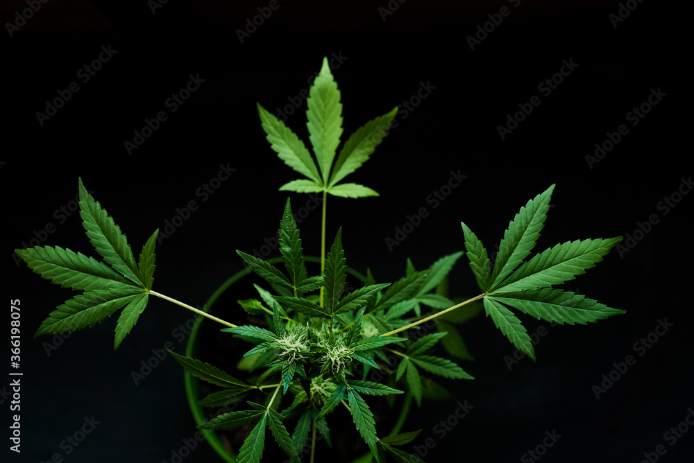 beautiful cannabis bush on a dark background beautiful cannabis bush on a dark background
