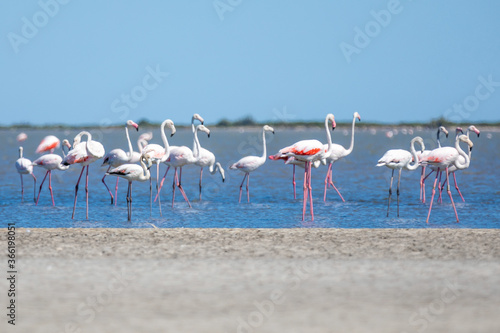 Close up of a flock of pink flamingos standing in shallow water off a sandy beach, against a blue summer sky