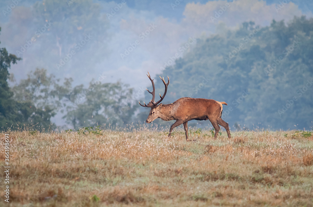 Beautiful forest landscape in Autumn Fall with beautiful red deer stag Beautiful forest landscape in Autumn Fall with beautiful red deer stag
