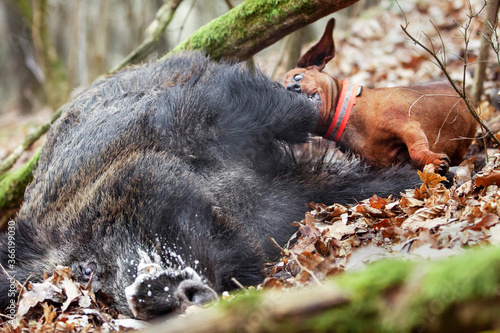 The little dachshund finished the captain's boar