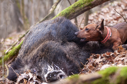 The little dachshund finished the captain's boar