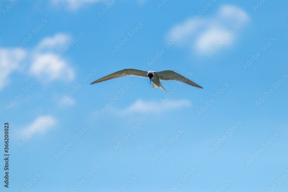 Fototapeta premium White seagull in the blue sky with white clouds