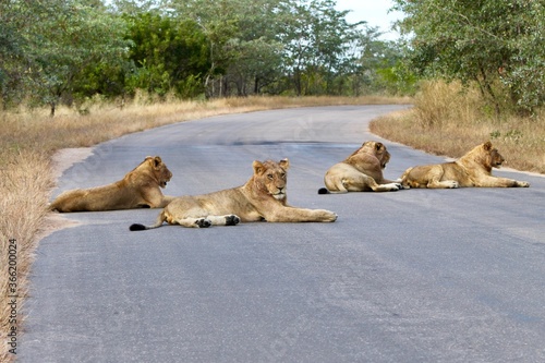 Lions on the road