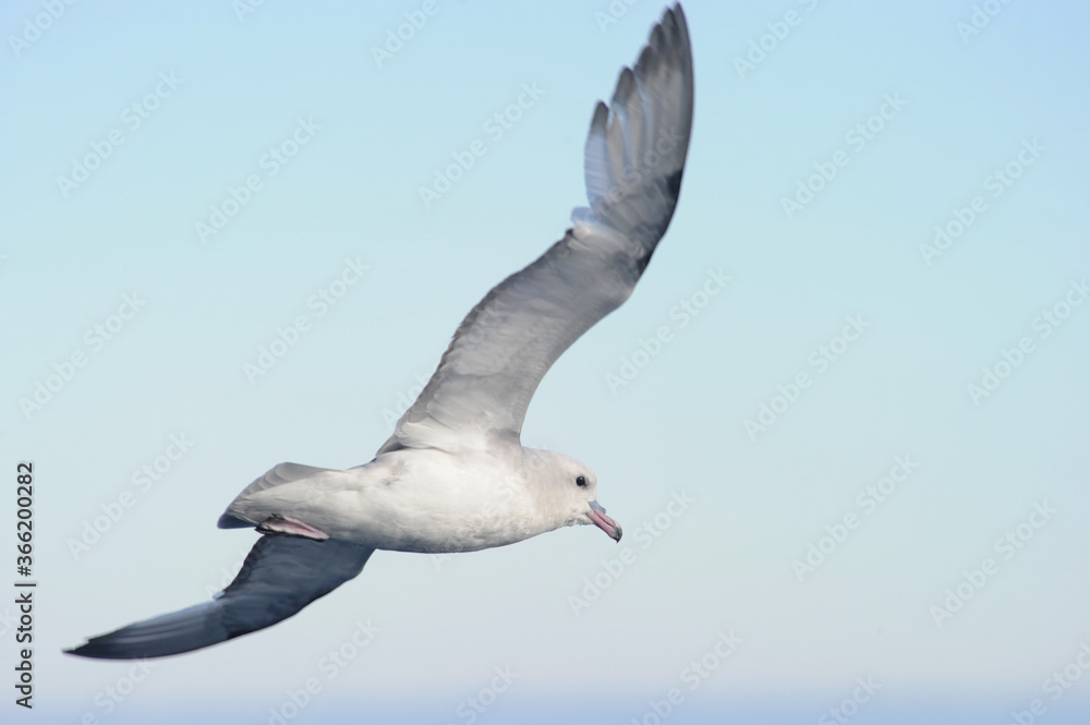 Obraz premium Antarctic Fulmar - Southern Fulmar (Thalassoica antarctica) in South Atlantic Ocean, Southern Ocean, Antarctica 
