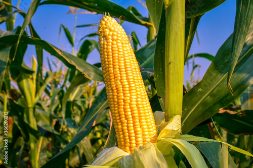 Fototapeta Naklejka Na Ścianę i Meble -  corn in the field