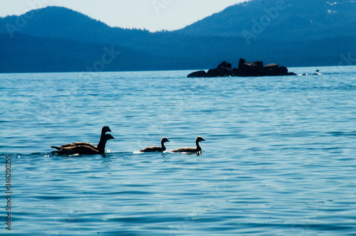 Geese family on Tahoe © Hilton