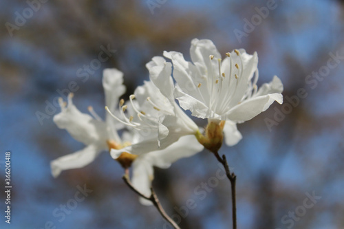 White Azalea with the sunlight at Kyoto  Japan