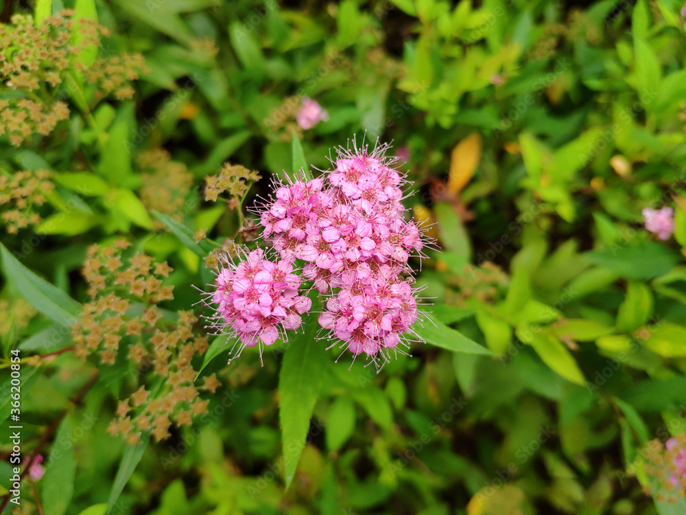 purple Spiraea salicifolia blossoms with long stamens in the garden purple Spiraea salicifolia blossoms with long stamens in the garden