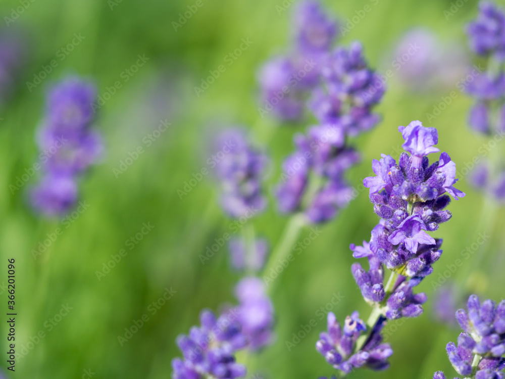 Beautiful violet Lavender blooming in green meadow