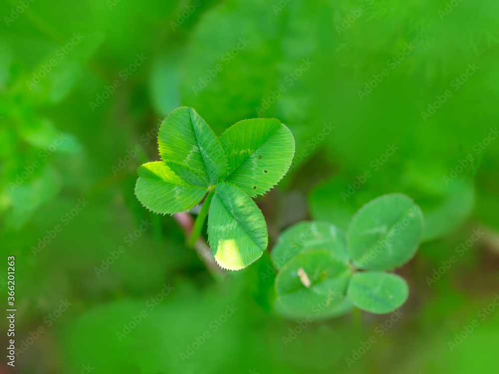 Four leaf clover in green grass Four leaf clover in green grass