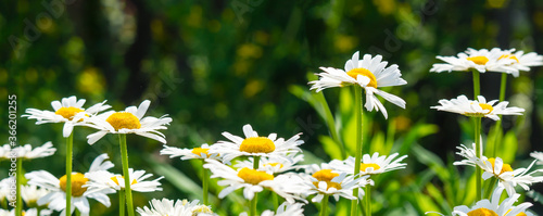 Beautiful white daisy flowers in sunny day