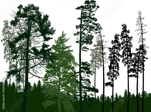 high dark pines in green forest isolated on white