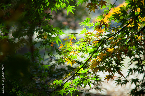 Colored leaves of early autumn