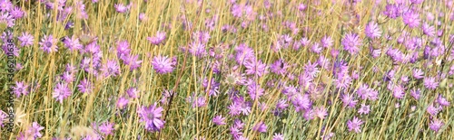 Xeranthemum annuum also known as annual everlasting or immortelle is a symbol of eternity and immortality. Selective focus.