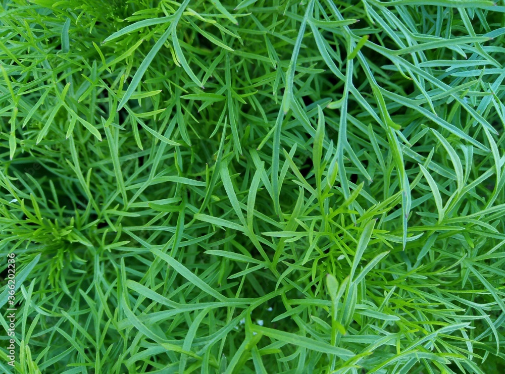 green grass texture green grass texture
