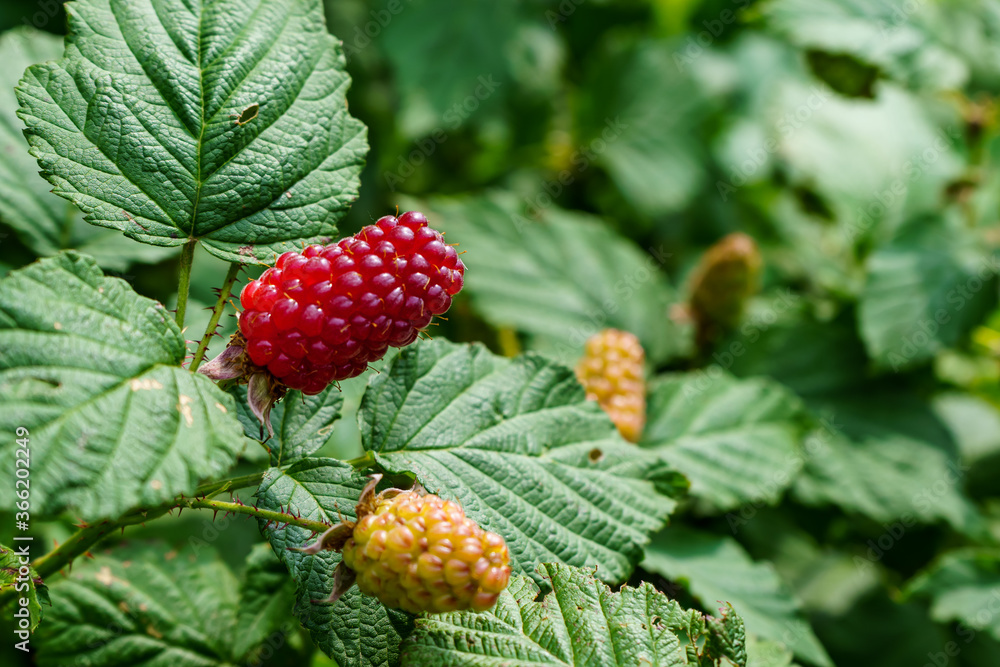 Ripe and unripe raspberries on a bush Ripe and unripe raspberries on a bush