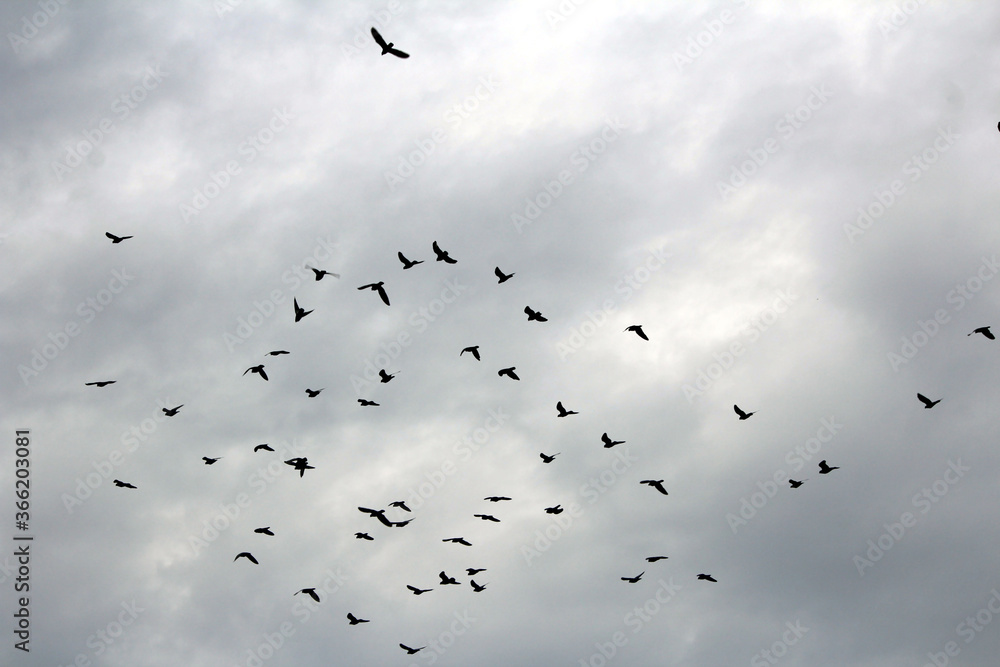 some birds flying in white sky