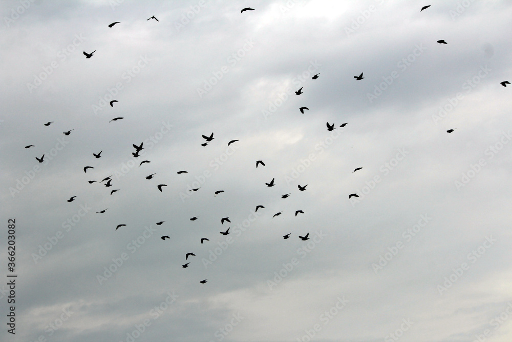 some birds flying in white sky