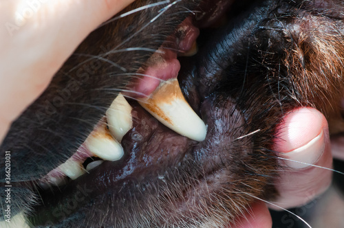 Berner Sennenhund mit Zahnstein, Tierpflege, Behandlung, Close up